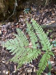 Dryopteris formosana