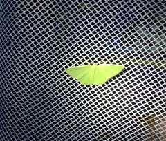 Comostola leucomerata