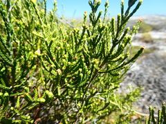 Passerina paleacea