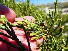 Passerina paleacea