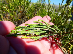 Passerina paleacea