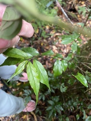 Rhamnus pilushanensis