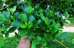 Ficus natalensis