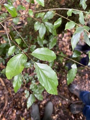 Rhamnus pilushanensis