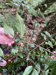 Rhamnus pilushanensis
