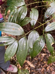 Cinnamomum subavenium