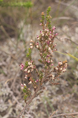 Erica placentiflora