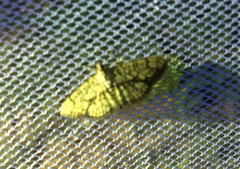 Haritalodes obliqualis