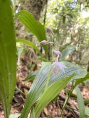 Calanthe aristulifera