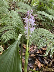 Calanthe aristulifera