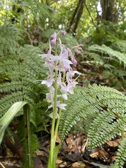 Calanthe aristulifera