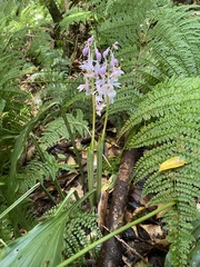 Calanthe aristulifera