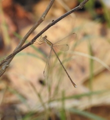 Lestes viridulus