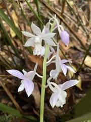 Calanthe aristulifera
