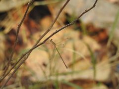 Lestes viridulus