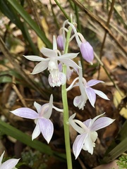 Calanthe aristulifera