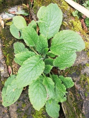 Pentaglottis sempervirens