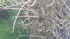 Cyanistes caeruleus
