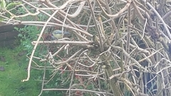 Cyanistes caeruleus