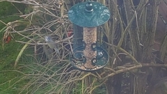 Cyanistes caeruleus