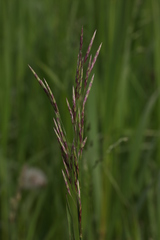 Bromus inermis