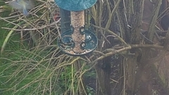 Cyanistes caeruleus