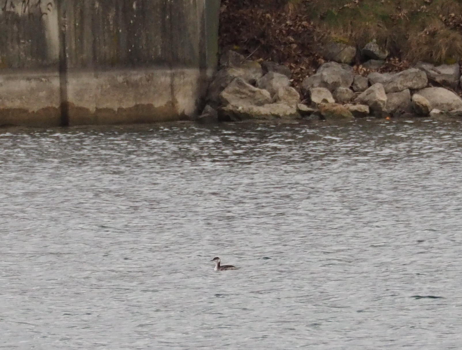 Horned Grebe