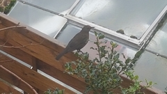Turdus merula