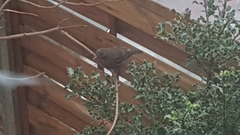 Turdus merula