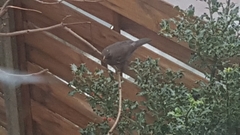 Turdus merula