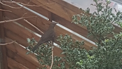 Turdus merula
