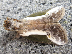 Stenoloba jankowskii