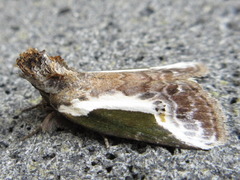 Stenoloba jankowskii