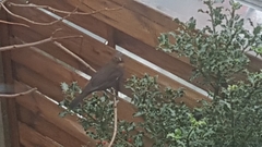 Turdus merula