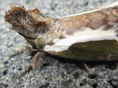 Stenoloba jankowskii