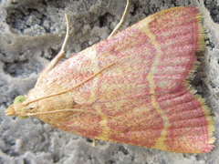 Hypsopygia glaucinalis