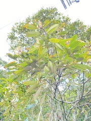 Quercus gilva