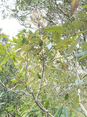 Quercus gilva