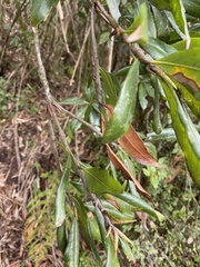 Quercus sessilifolia