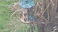 Erithacus rubecula
