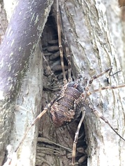 Dasylobus graniferus