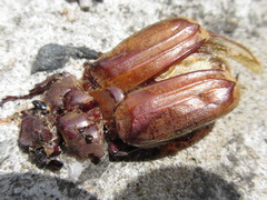 Melolontha incana