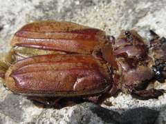 Melolontha incana