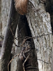 Dasylobus graniferus