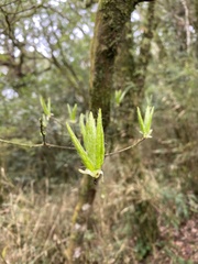 Rhododendron mariesii