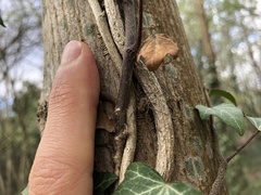 Dasylobus graniferus