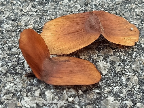 Terminalia calamansanai (Terminalia calamansanai)
