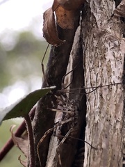 Dasylobus graniferus