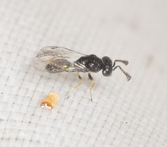 Premiscogaster