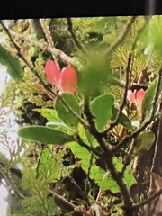 Vaccinium emarginatum